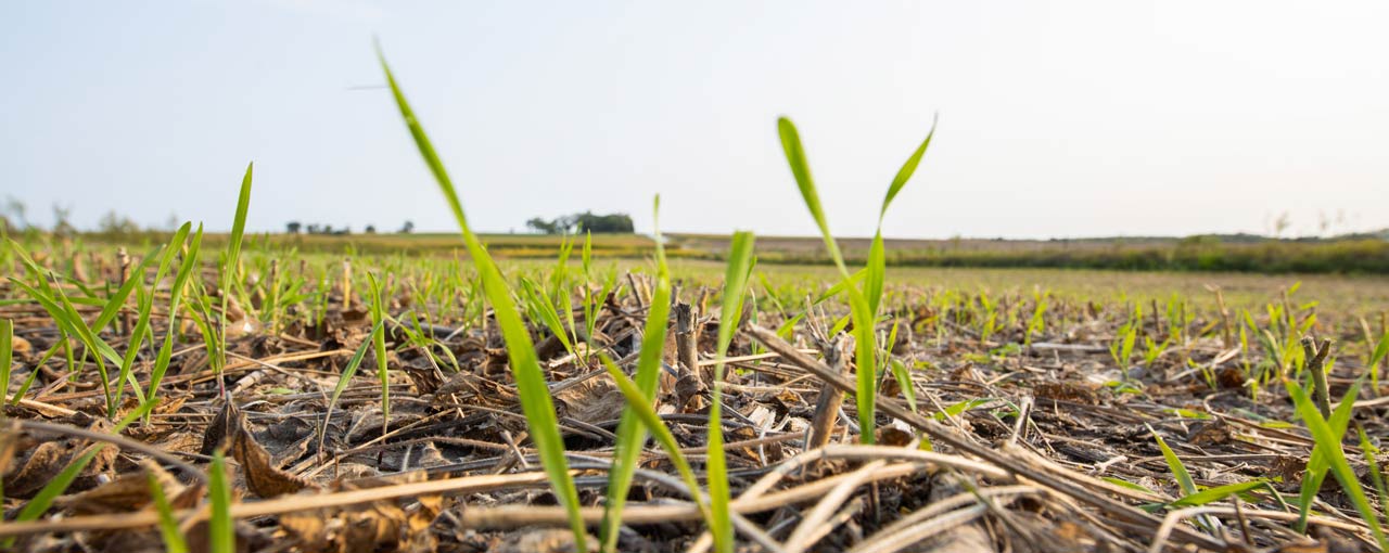 cargill-regenconnec
